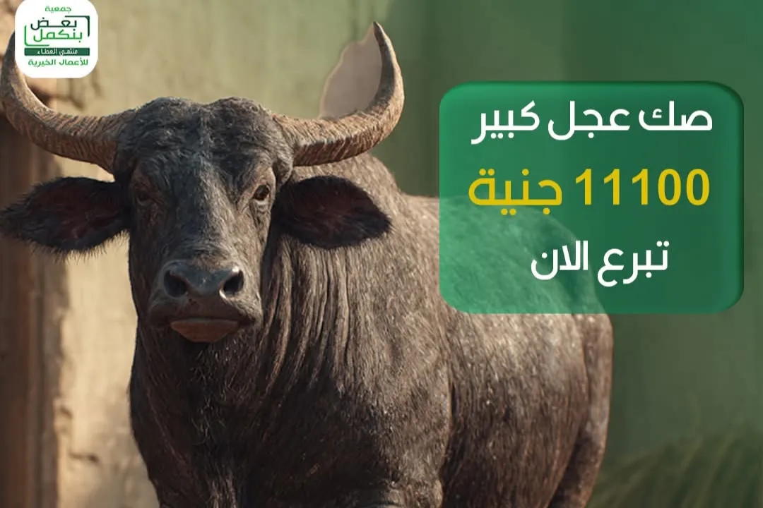 صك عجل كبير