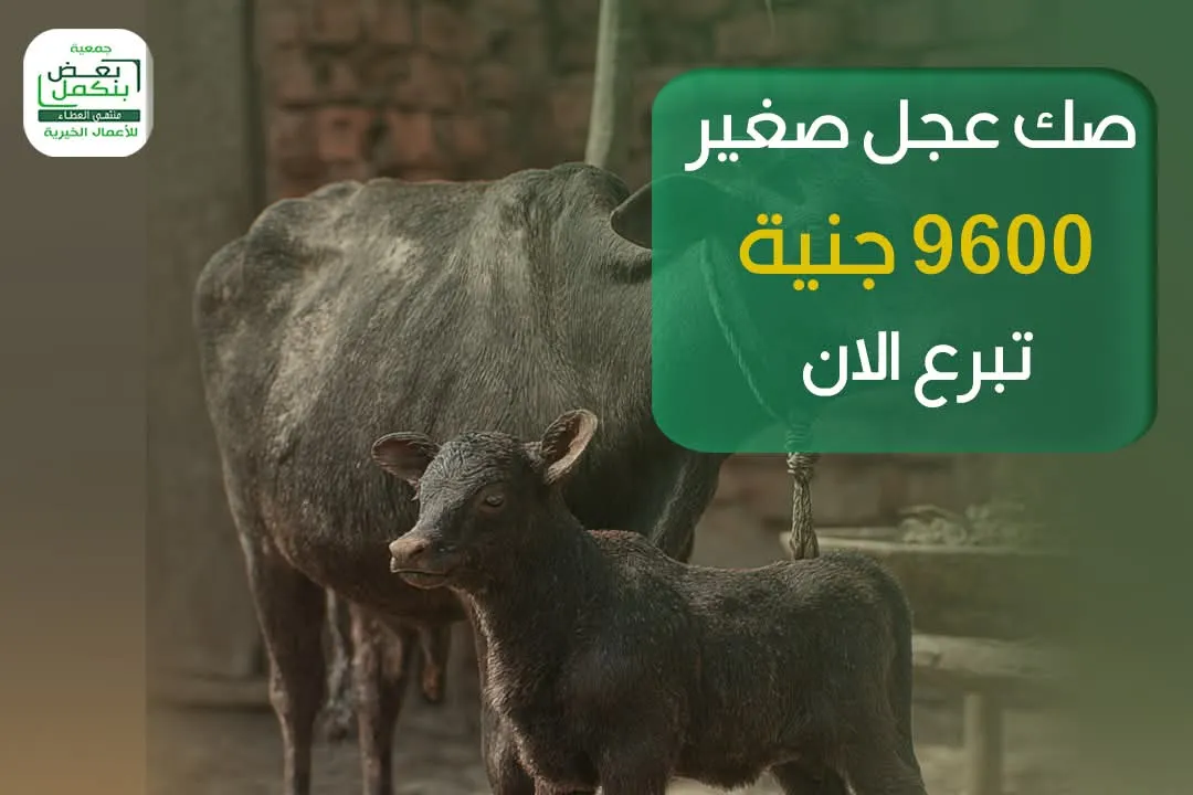صك عجل صغير