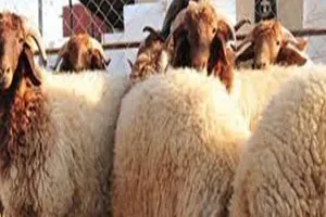 اضحية عام 2017